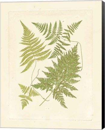 Framed Ferns with Platemark VI Print