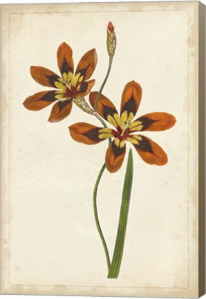 Framed Vibrant Curtis Botanicals IV Print