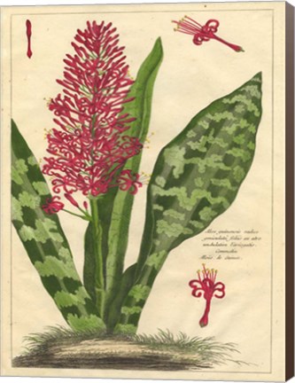 Framed Fleur De Rouge I Print