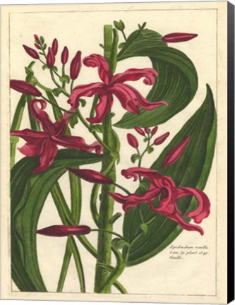 Framed Fleur De Rouge III Print