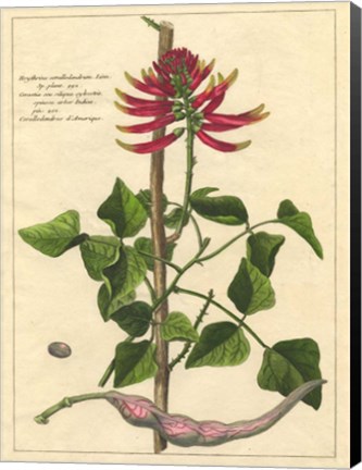 Framed Fleur De Rouge IV Print