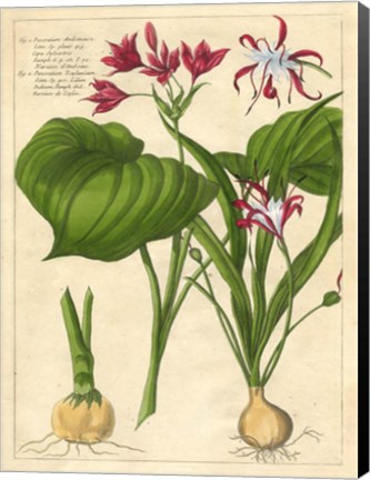 Framed Fleur De Rouge V Print