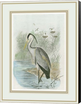 Framed Common Heron Print