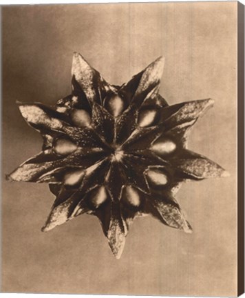 Framed Sepia Botany Study IV Print