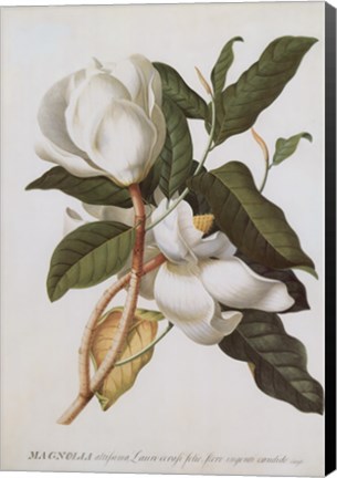 Framed Magnolia Altissima Print