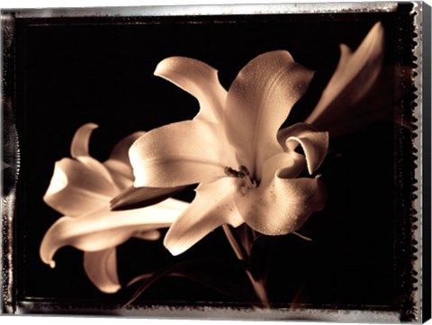 Framed Bermuda Lilies Print