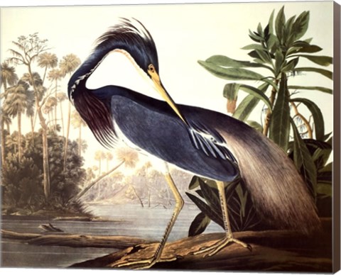 Framed Louisiana Heron Print