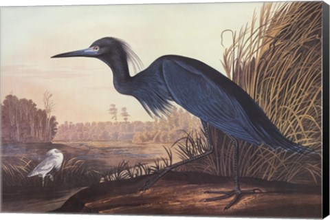 Framed Little Blue Heron Print