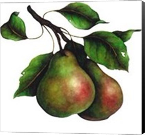 Framed Comice Pear Print