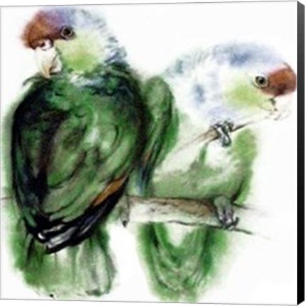 Framed Blaukappen-Amazonen (Amazona Aestiva) Print