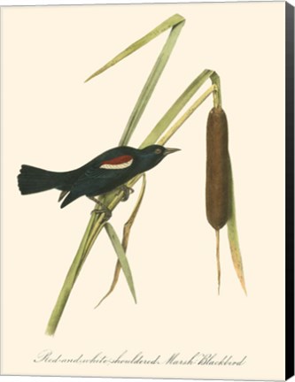 Framed Audubon's Blackbird Print