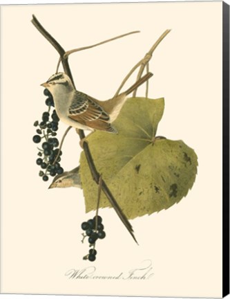 Framed Audubon's Finch Print
