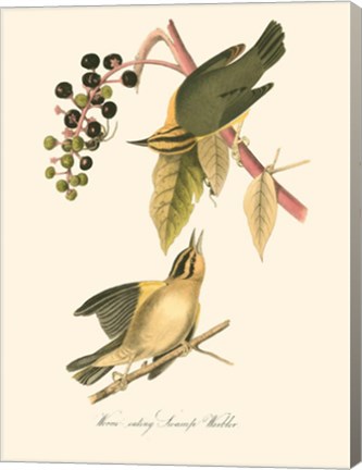 Framed Audubon&#39;s Warbler Print