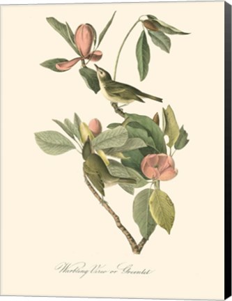 Framed Audubon's Vireo Print