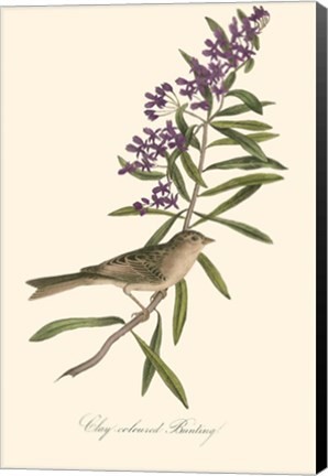 Framed Audubon's Bunting Print