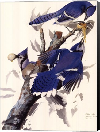 Framed Blue Jay Print