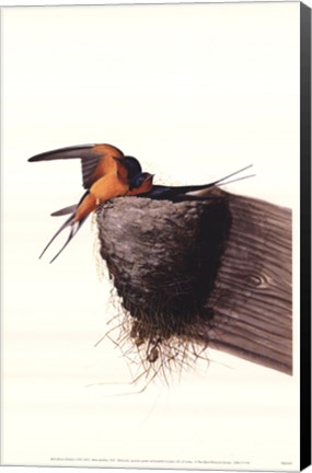 Framed Barn Swallow Print