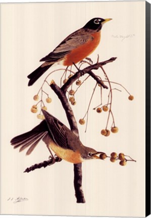 Framed American Robin Print