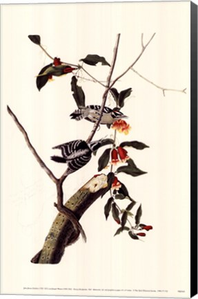 Framed Downy Woodpecker Print