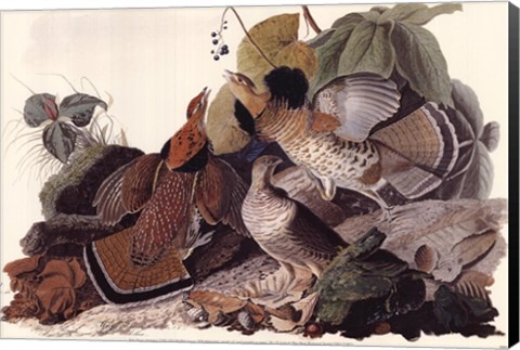 Framed Ruffed Grouse Print