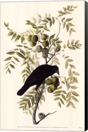 Framed American Crow Print