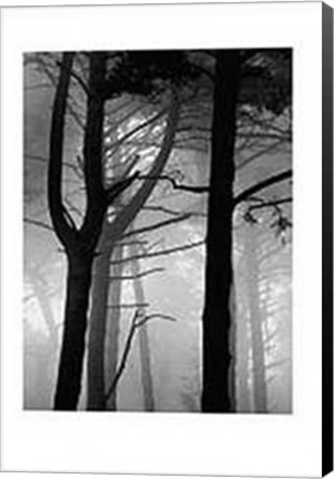 Framed Forest Print