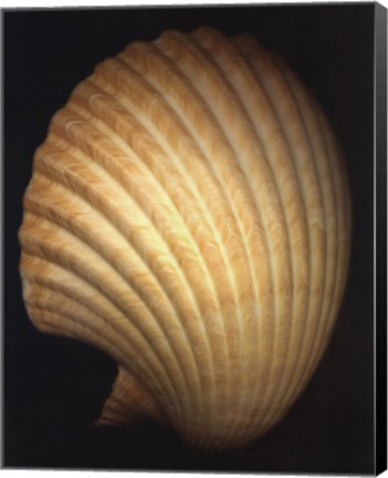 Framed African Fan Scallop Print