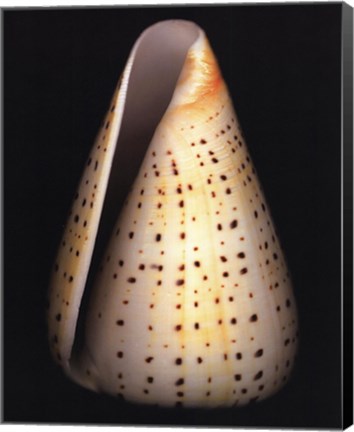 Framed Lesser Butterfly Cone Print