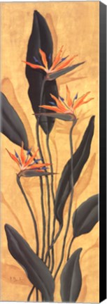 Framed Bird Of Paradise Print