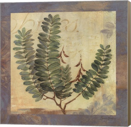 Framed Leaf Botanicals II Print