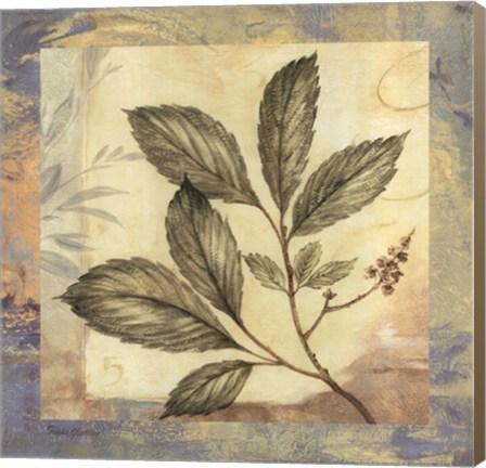 Framed Leaf Botanicals III Print