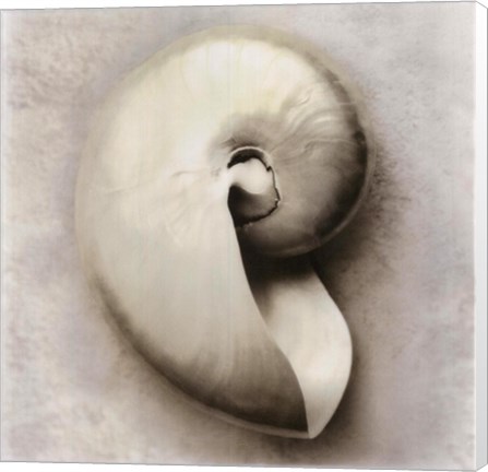 Framed Sea Shapes III Print