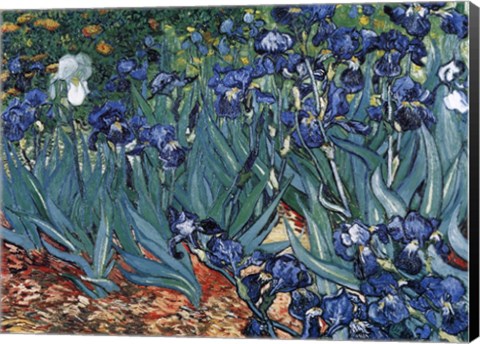 Framed Irises in the Garden, Saint-Remy, c.1889 Print