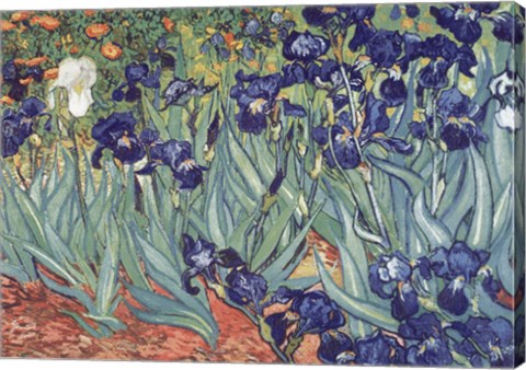 Framed Irises, Saint-Remy, c.1889 Print