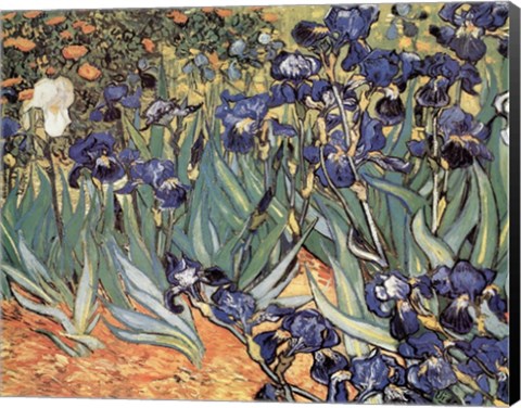 Framed Irises in the Garden, Saint-Remy, c.1889 Print