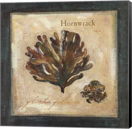 Framed Hornwrack Print