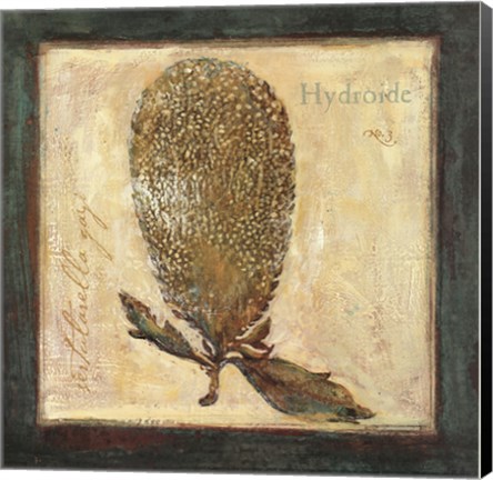 Framed Hydroide Print