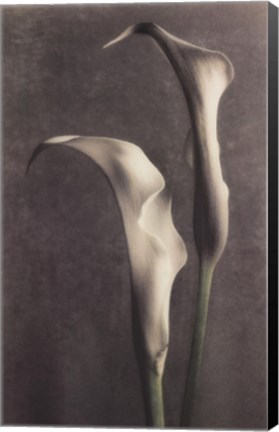 Framed Two Lilies II Print