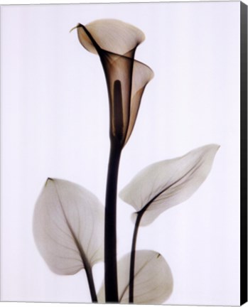 Framed Calla One Print