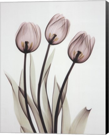 Framed Tulipa One Print