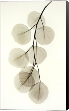 Framed Eucalyptus Print