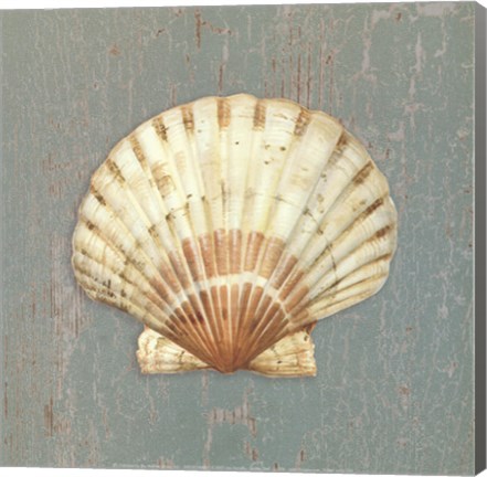 Framed Scallop Shell Print