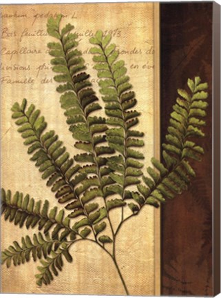 Framed Fern Grotto II Print