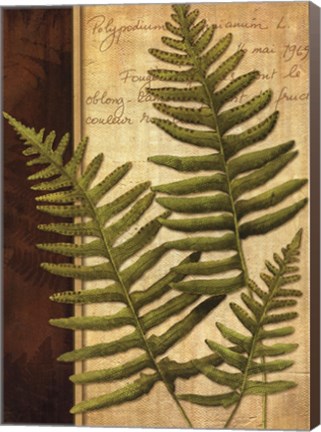 Framed Fern Grotto III Print