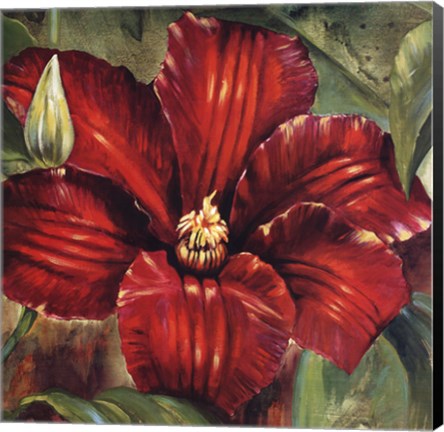 Framed Rosa Odorada Print