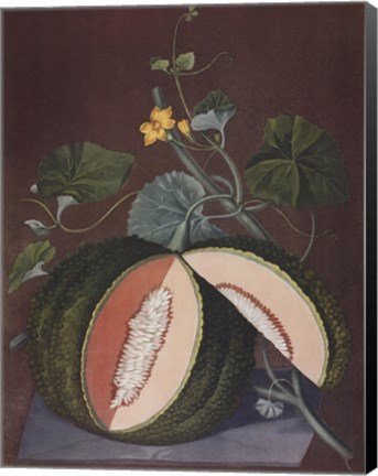 Framed White Seeded Rock Melon Print