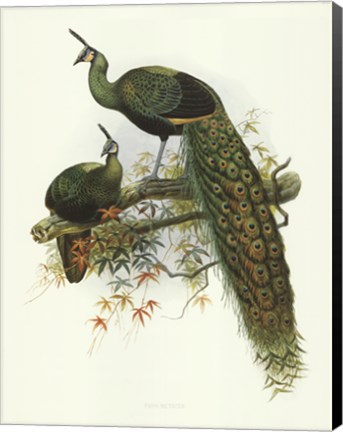Framed Pavo Muticus Print