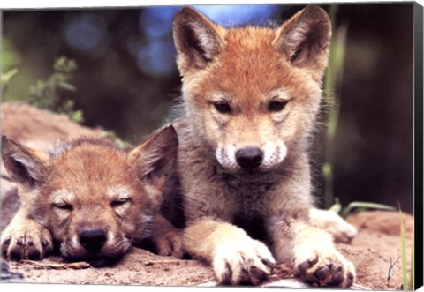 Framed Spring Wolf Pups Print