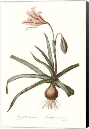 Framed Amaryllis Broussonetti Print