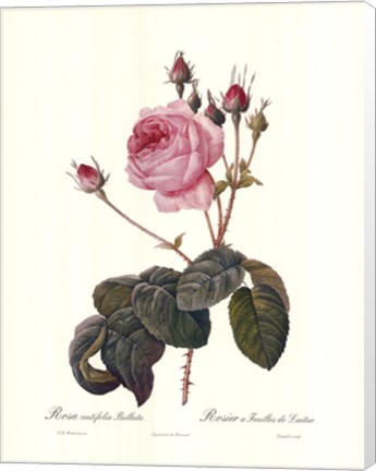 Framed Centifolia Bullata Print